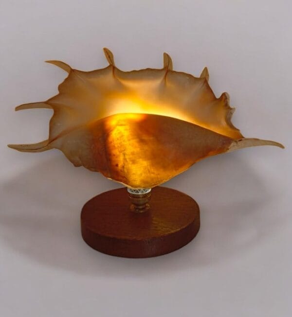Ocean Shell Accented Wooden LED Table Lamp